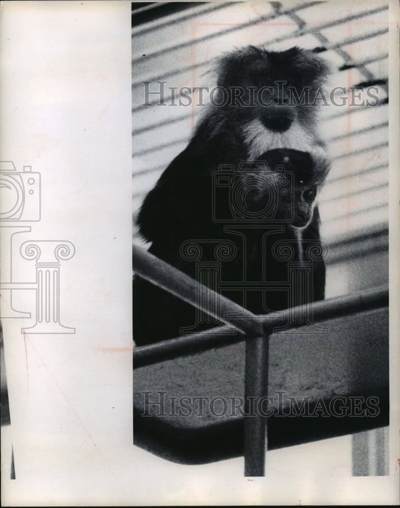 1965 Press Photo A mother Wanderoo, a lion- tailed macaque at Milwaukee Zoo. - Historic Images