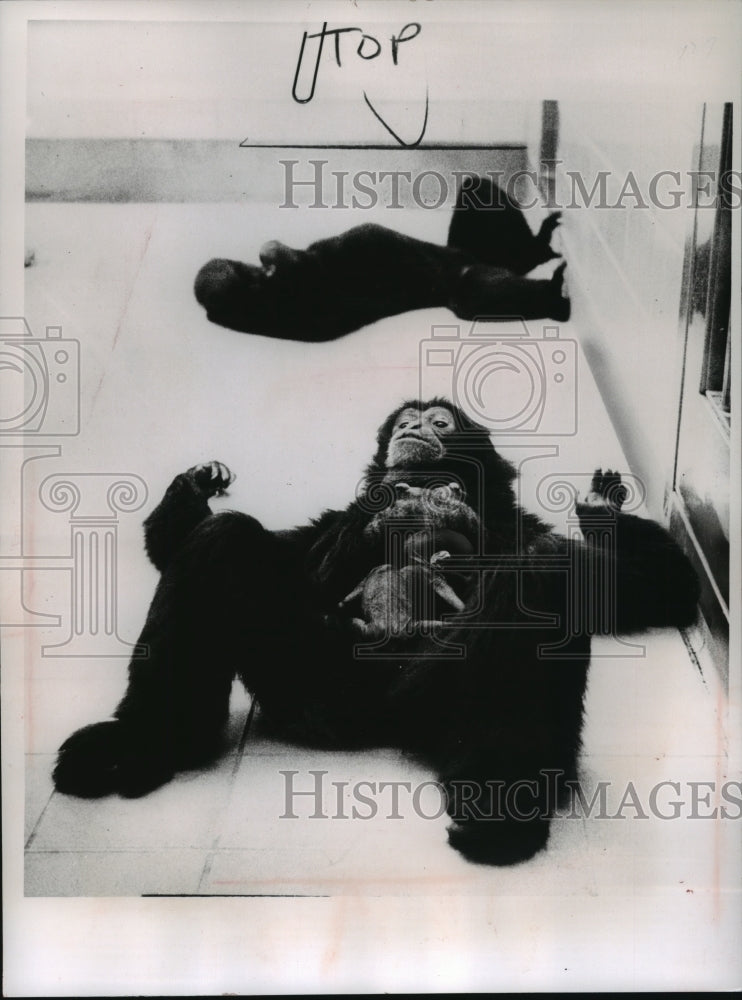 1962 Press Photo Siamang monkey, Suzy&#39;s baby clung to her waist at Milwaukee Zoo-Historic Images