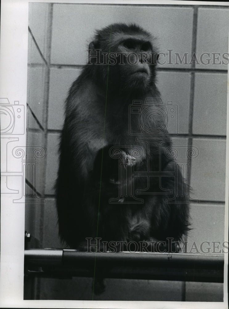 1968 Press Photo Old Joe, a monkey at the Milwaukee Zoo, is holding his newborn - Historic Images