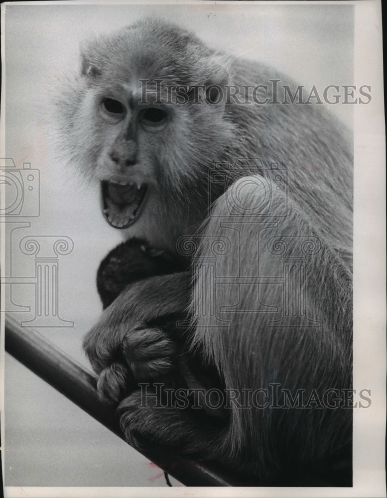 1967 Press Photo Patas Monkey Mother &amp; Child at Milwaukee County Zoo - Historic Images