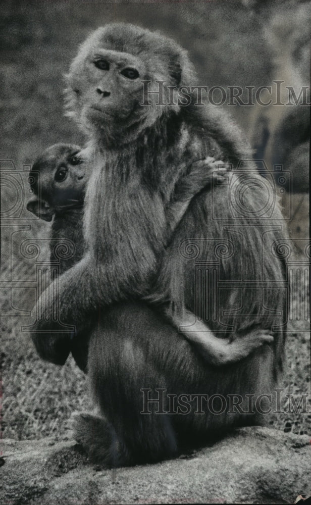 1963 Press Photo Rhesus Monkey Mother &amp; Child at Milwaukee Zoo - mja87804 - Historic Images