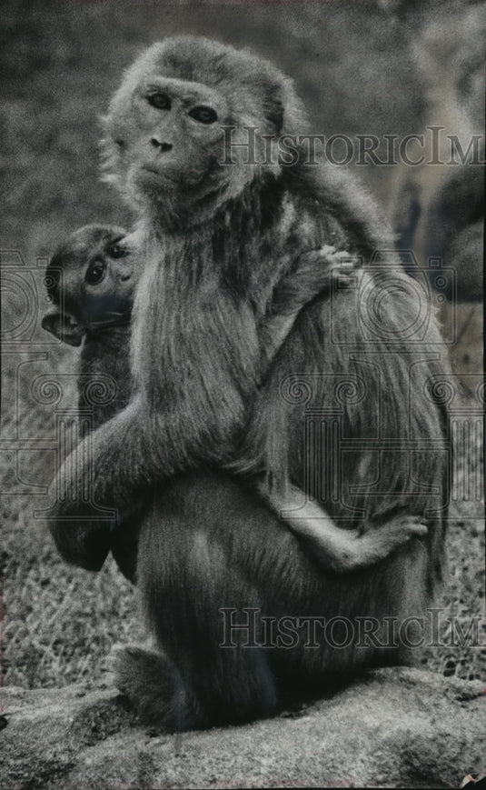 1963 Press Photo Rhesus Monkey Mother & Child at Milwaukee Zoo - mja87804 - Historic Images