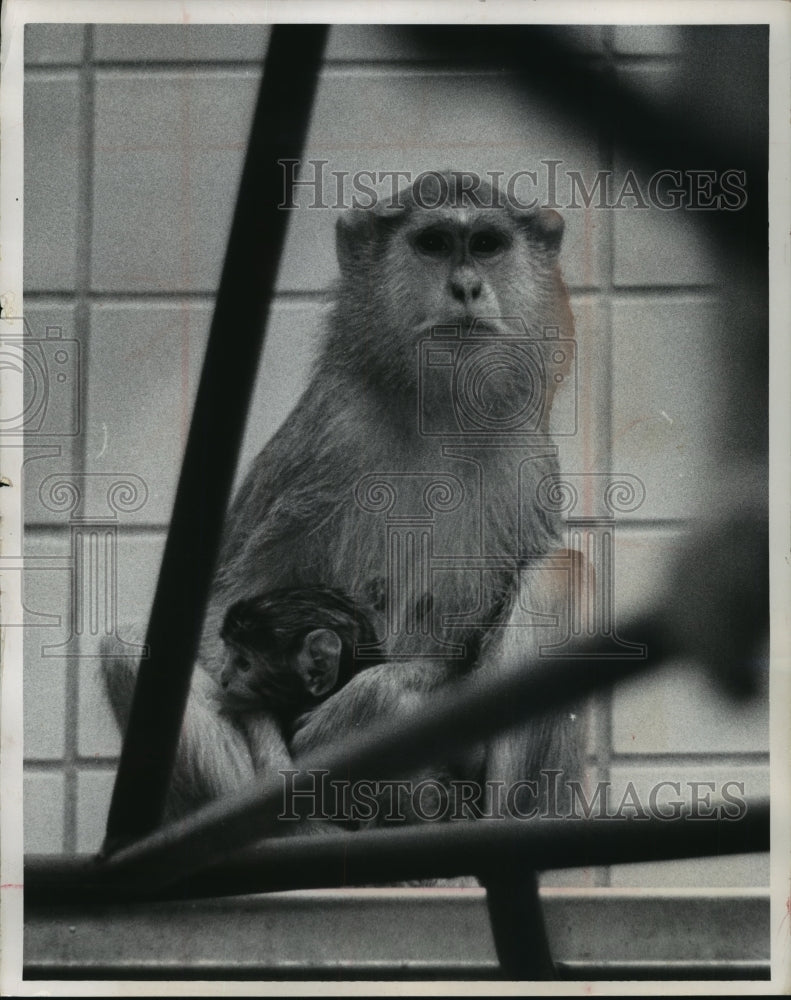 1966 Press Photo Patas Monkey Mother &amp; Child at Milwaukee County Zoo - Historic Images