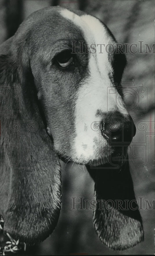 1970 Press Photo Female Basset Hound named Buff, needs a home - mja88112-Historic Images
