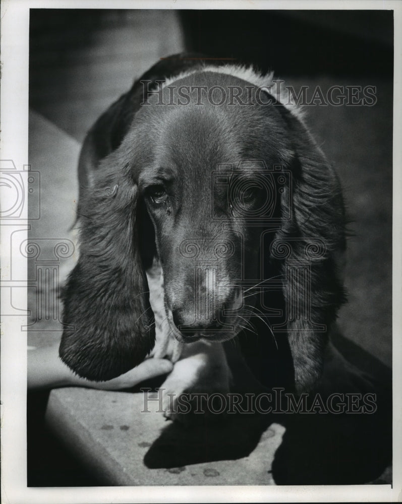 1973 Press Photo Dogs-Sylvester a Basset Hound, at Wisconsin Humane Society - Historic Images