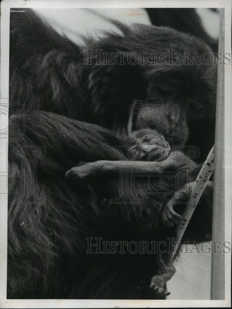 1972 Press Photo Siamang Monkey "Suzy" & Baby at Milwaukee County Zoo - Historic Images