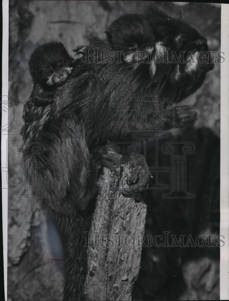 1967 Press Photo White Lipped Marmoset Monkeys Milwaukee County Zoo - mja88283-Historic Images