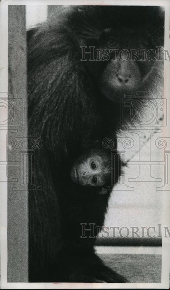 1966 Press Photo Crested Mangabey Monkeys Milwaukee Zoo - mja88284-Historic Images