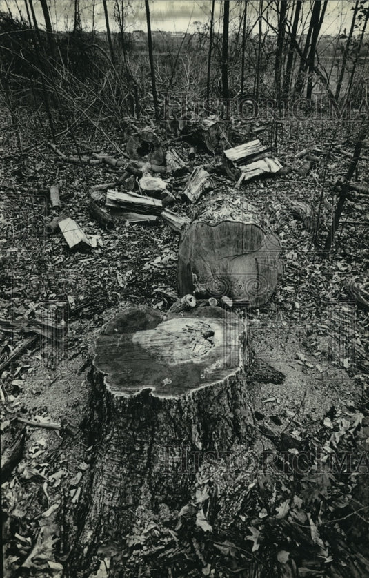 1981 Press Photo Illegally chopped down tree in Mitchell Field, Milwaukee, Wisc. - Historic Images