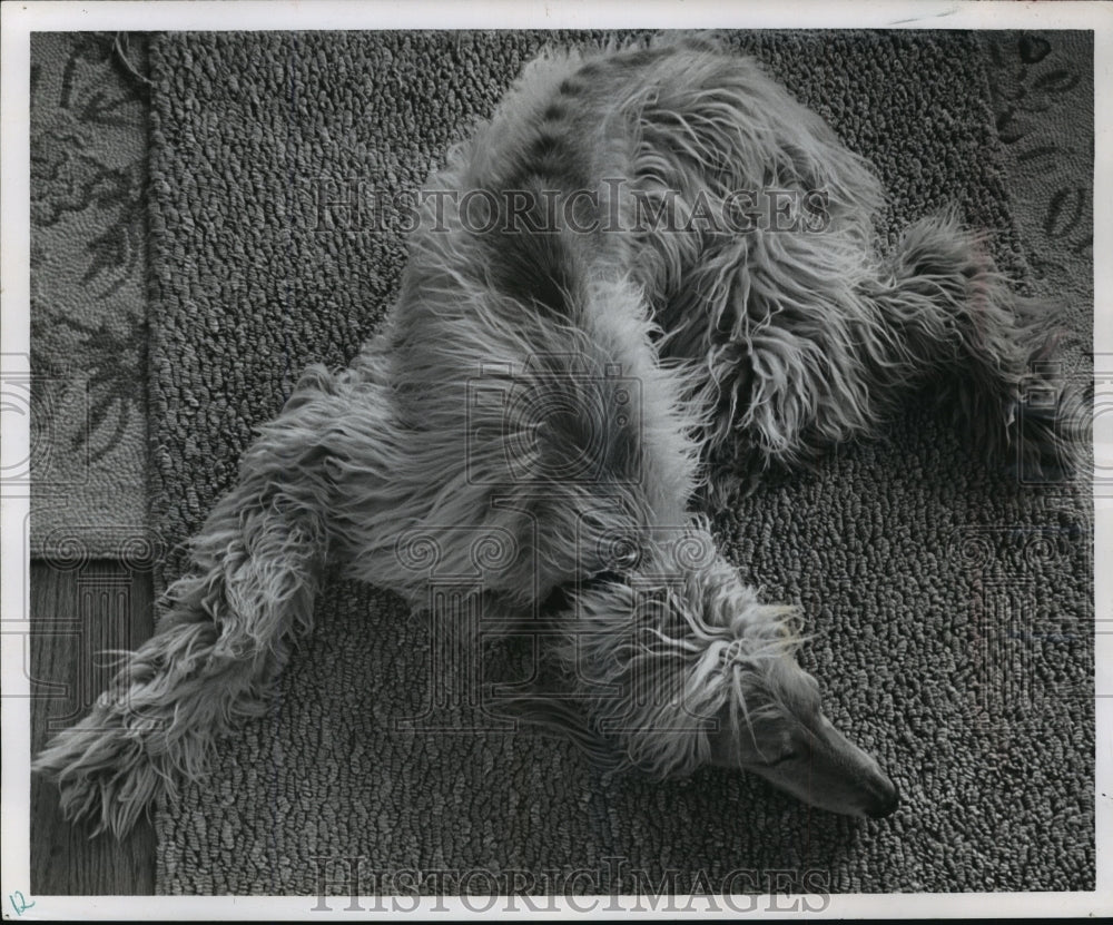 1963 Press Photo Afghan Hound Laying on Rug - mja89114 - Historic Images