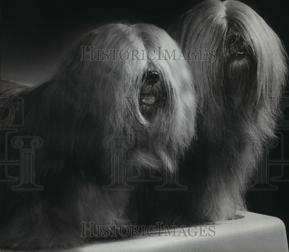 1977 Press Photo The Lhasa Apso, from Tibet, are a popular exotic dog bred-Historic Images