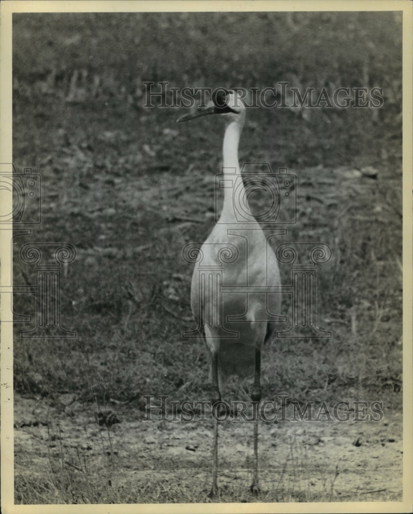 1956 Press Photo Whooping Crane Adult at Aransas Refuge, Texas - Historic Images