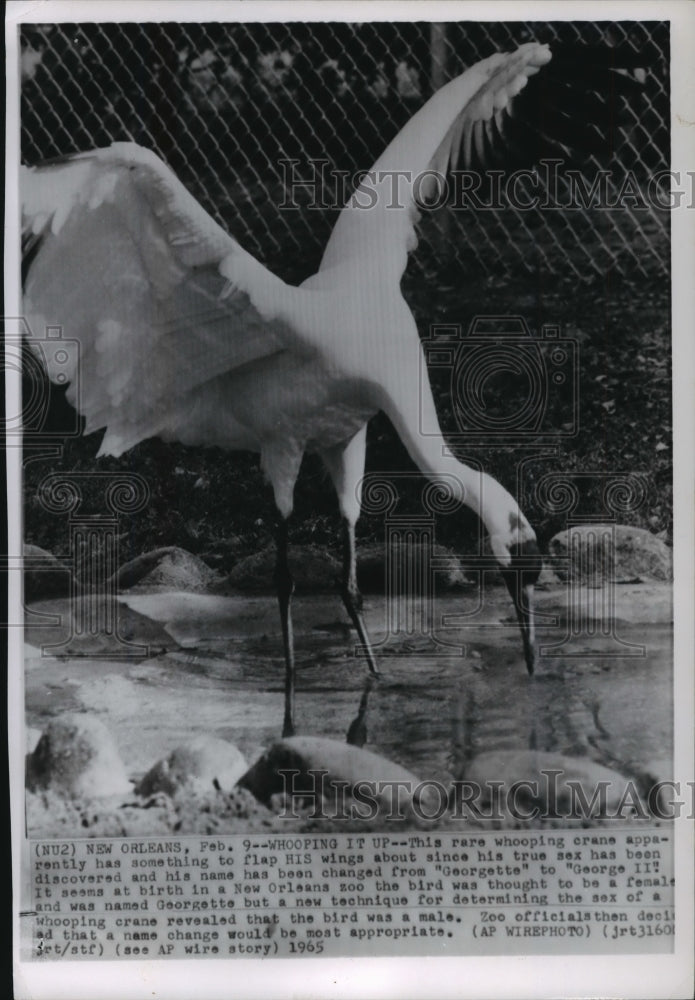 1965 Press Photo Whooping Crane &quot;George II&quot; at New Orleans Zoo, Louisiana-Historic Images