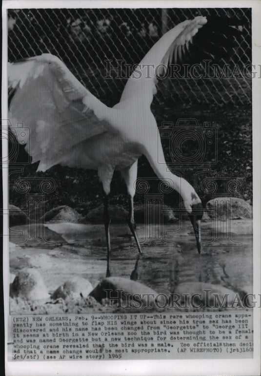 1965 Press Photo Whooping Crane "George II" at New Orleans Zoo, Louisiana-Historic Images