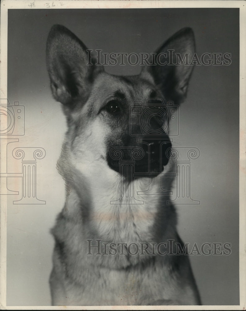 1964 Press Photo Francis Rathman&#39;s of Milwaukee, owns this German shepherd. - Historic Images