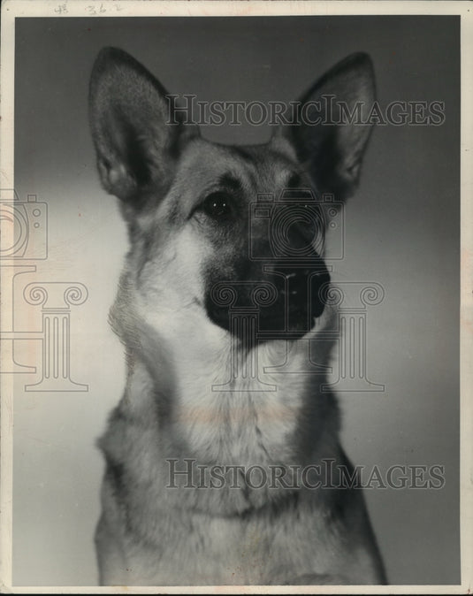 1964 Press Photo Francis Rathman's of Milwaukee, owns this German shepherd. - Historic Images