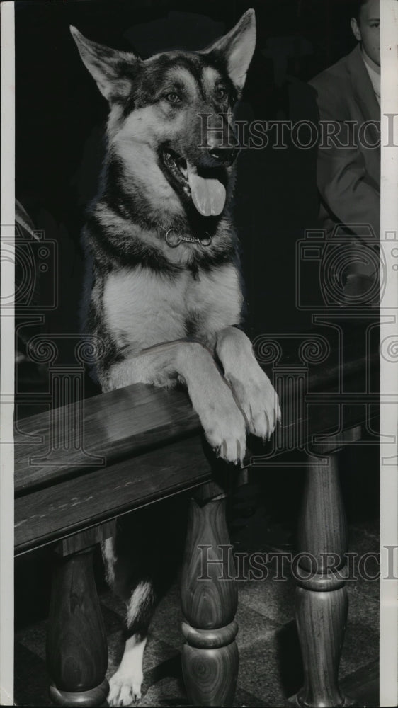 1955 Press Photo Spencer, an alert, friendly and hard of hearing German shepherd-Historic Images
