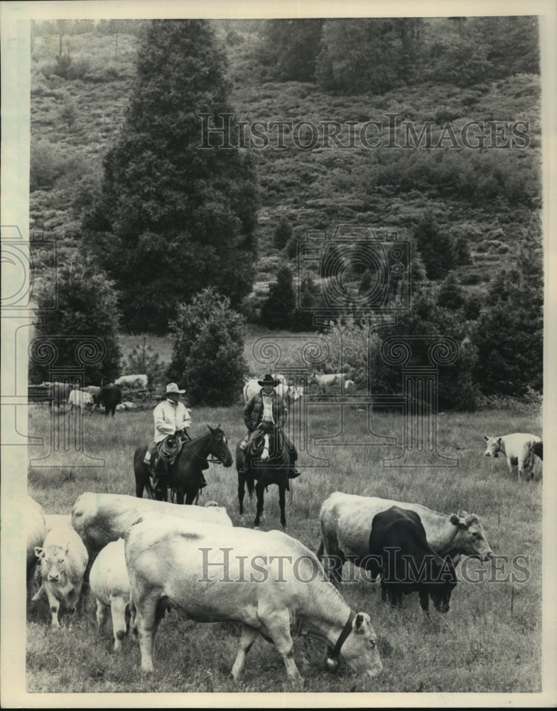 1984 Press Photo The Cattle are moved from Jamestown California to the pasture - Historic Images