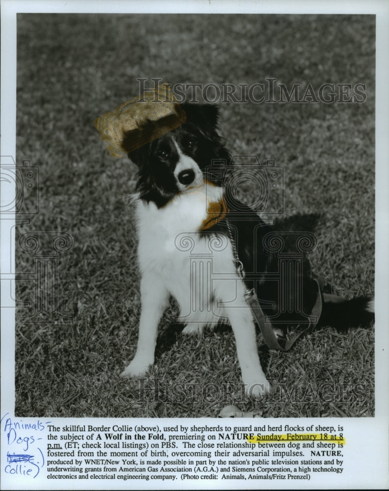 Press Photo this skillful Border Collie guards and herds flocks of sheep - Historic Images