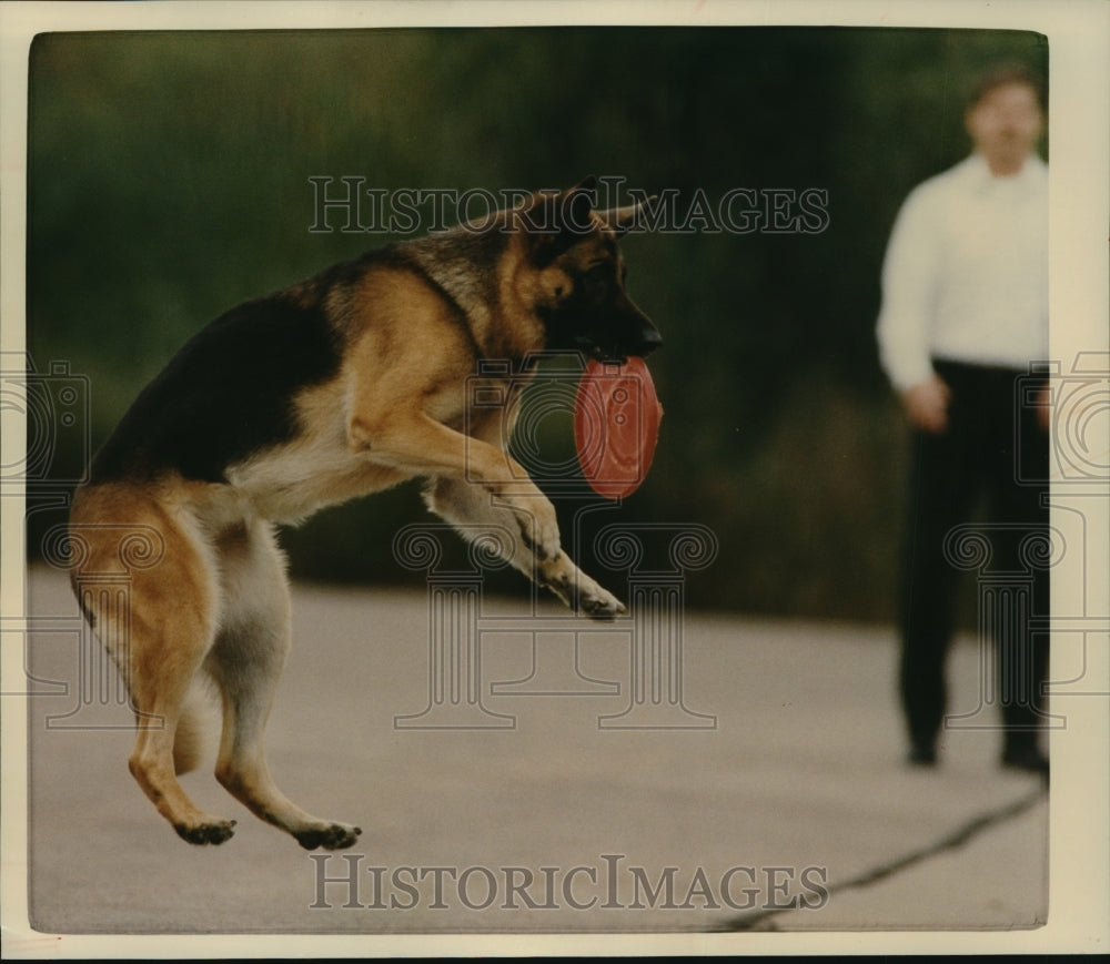 1990 Press Photo Boon a 6-year-old German shepherd jumps for a frisbee. - Historic Images