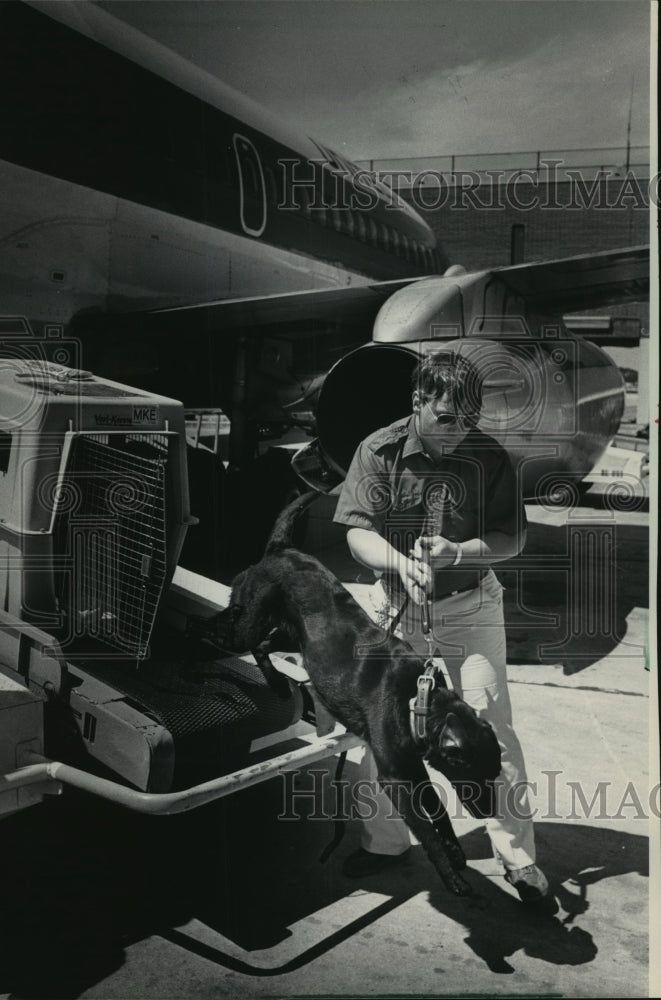 1984 Press Photo Deputy Kenneth Kujawa&#39;s drug-sniffing Labrador, Mac; Milwaukee - Historic Images