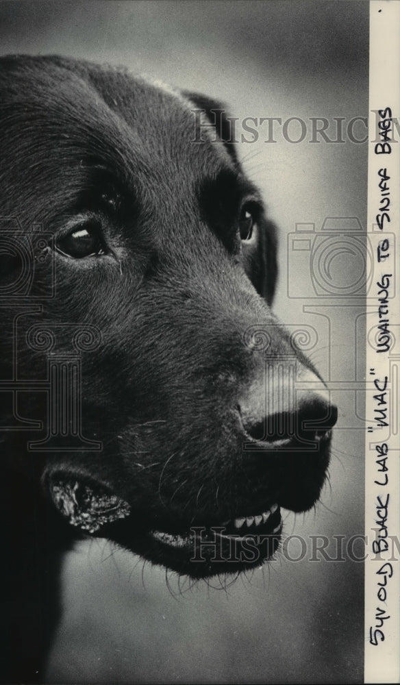 1984 Press Photo 5 year old Black Lab &quot;Mac&quot; waits to sniff bags in airport - Historic Images