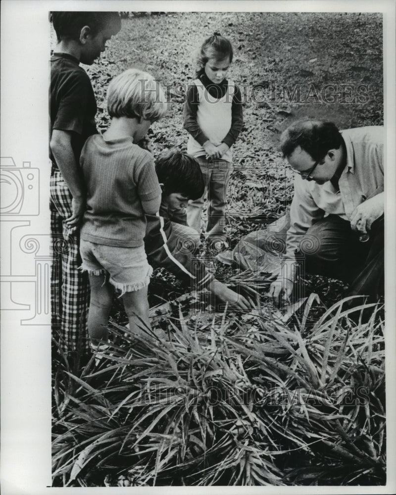 1977 Press Photo Beetle specialist Gerald Noonan found his prey in plants. - Historic Images