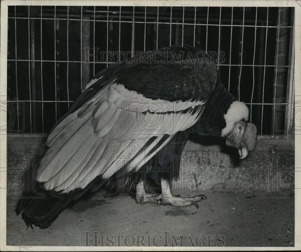 1973 Press Photo Connie the Condor at the Milwaukee County Zoo, Wisconsin - Historic Images