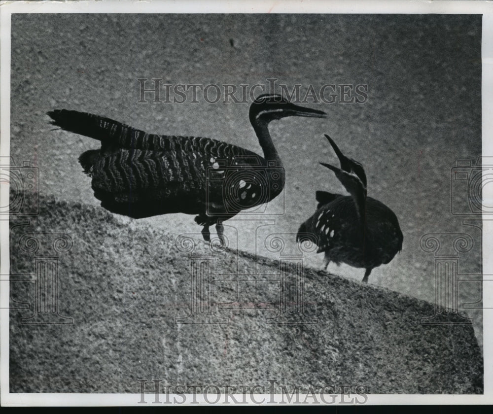 1959 Press Photo Two sun bitterns at the Milwaukee County Zoo, Wisconsin - Historic Images