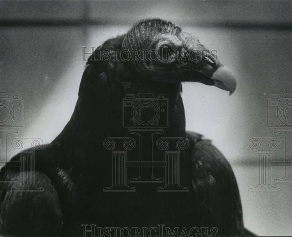 1969 Press Photo Turkey Vulture at the Milwaukee County Zoo - mja92414 - Historic Images