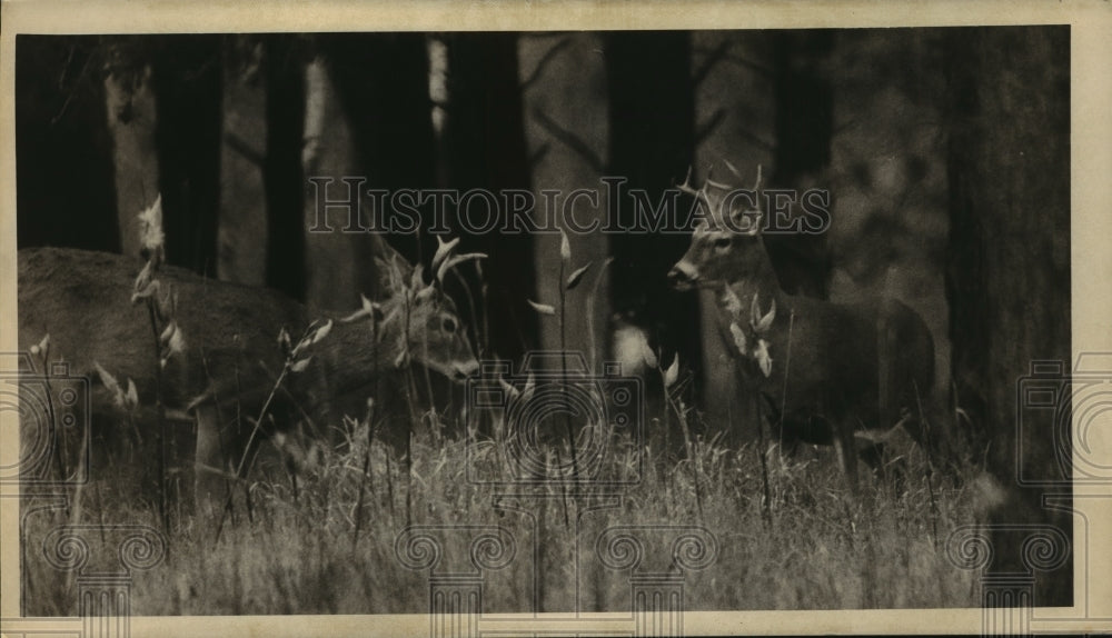 1983 Press Photo Two bucks face off in Wisconsin&#39;s North Woods - mja92530-Historic Images