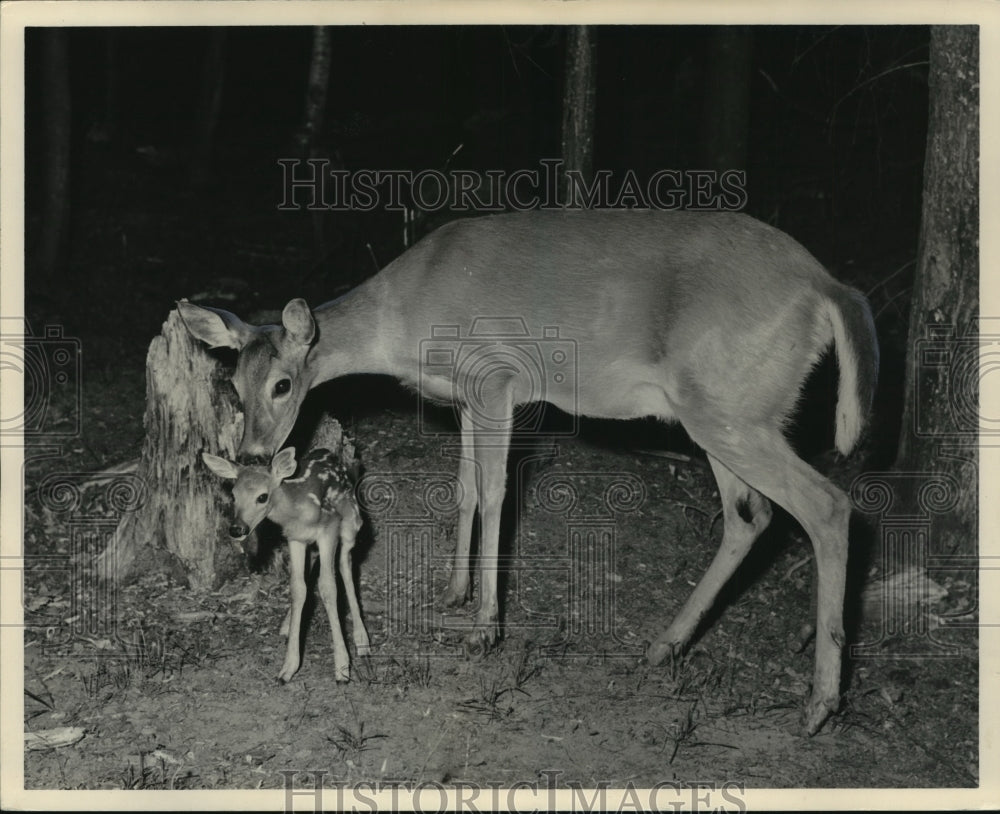 1958 Press Photo A mother deer and fawn - Historic Images