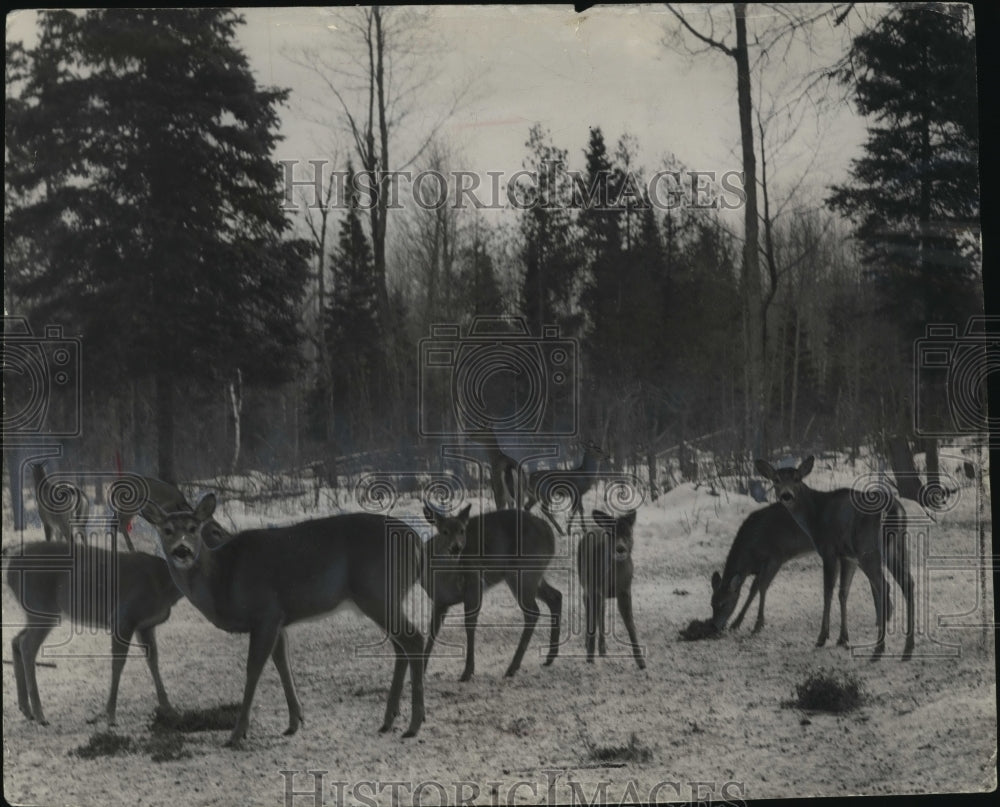 1948 Press Photo Deer feed at a feeding station in Bayfield County - Historic Images