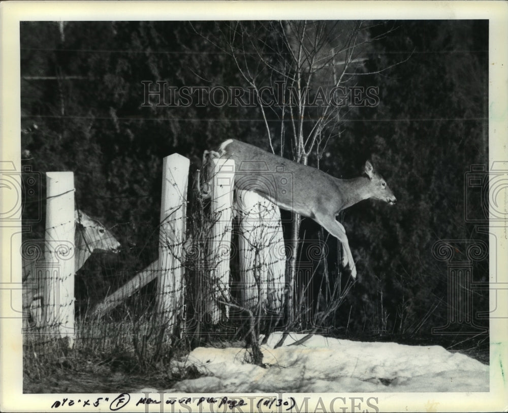 1984 Press Photo Deer jumping the fence during wintertime - mja92538 - Historic Images