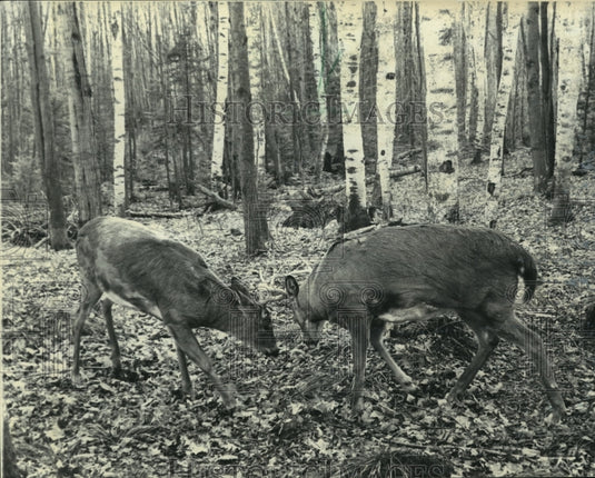 1987 Press Photo Young bucks butt heads in the woods - mja92539 - Historic Images