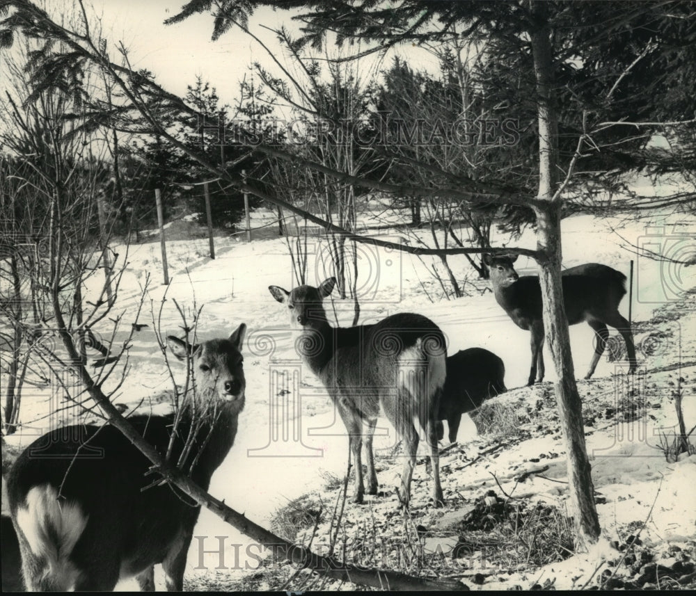 1986 Press Photo Cedar Grove, deer gathered on Edgar Bruggink&#39;s deer farm - Historic Images