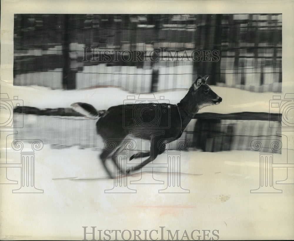 1962 Press Photo A deer speeds across the snow in Upper Michigan. - mja92552-Historic Images