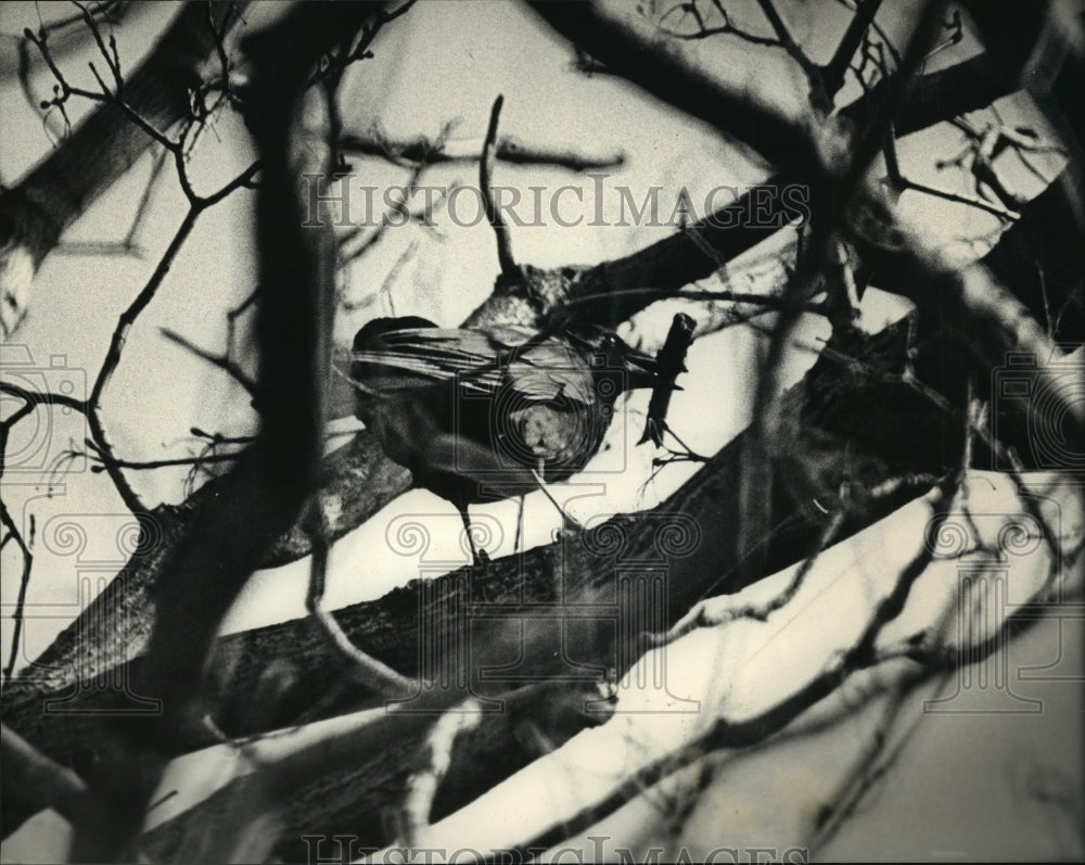 1966 Press Photo A crow carries a stick in its mouth in a tree - mja92690-Historic Images