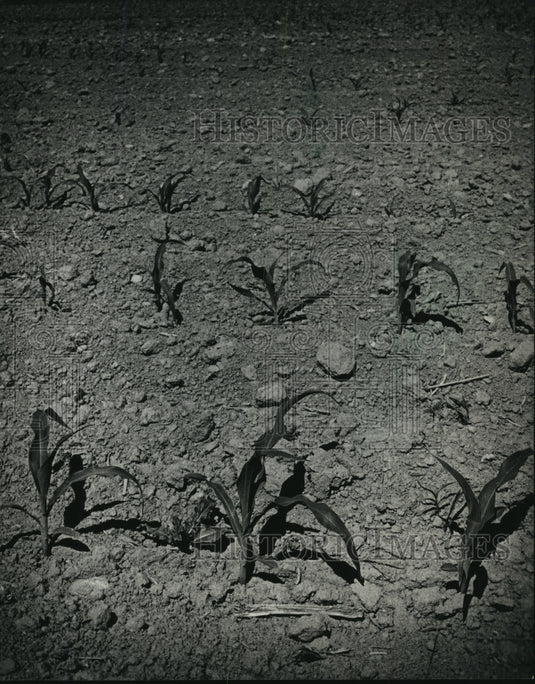 1988 Press Photo Corn grows in a parched farm field in the drought, Wisconsin - Historic Images
