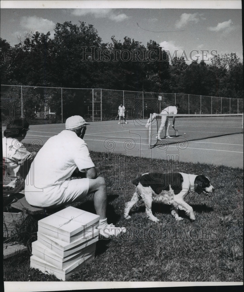 1969 Press Photo Springer Spaniel Dusty, Tennis Club Mascot, Watches Tournament - Historic Images