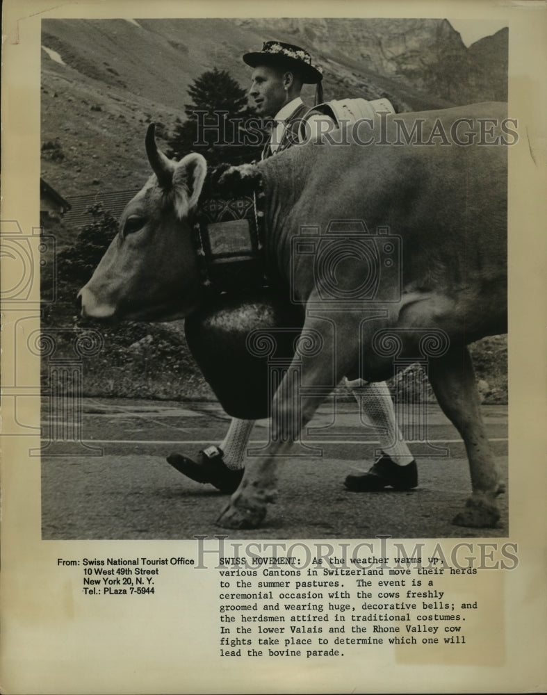 1970 Press Photo A Swiss herdsman leads his groomed and decorated cow-Historic Images