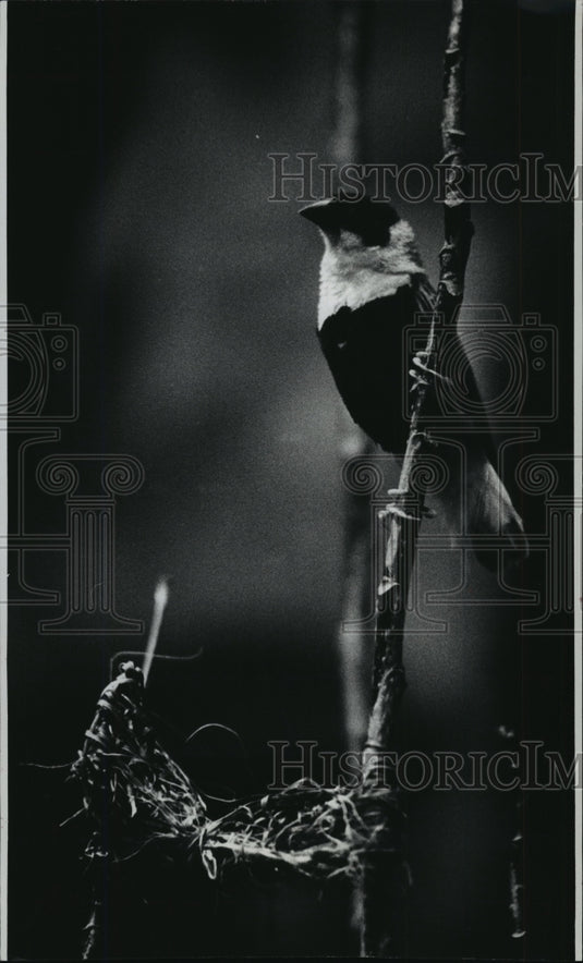 1973 Press Photo Male orange bishop bird at Milwaukee Zoo, Wisconsin - mja93060-Historic Images
