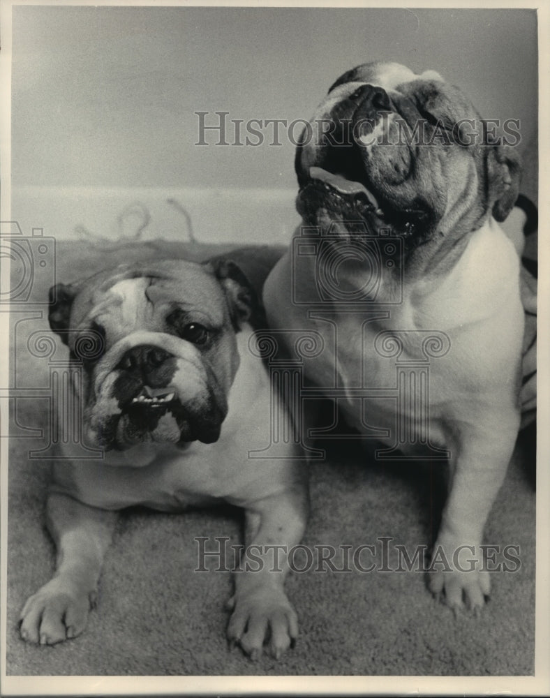 1984 Two bull dogs sit together for a portrait - Historic Images