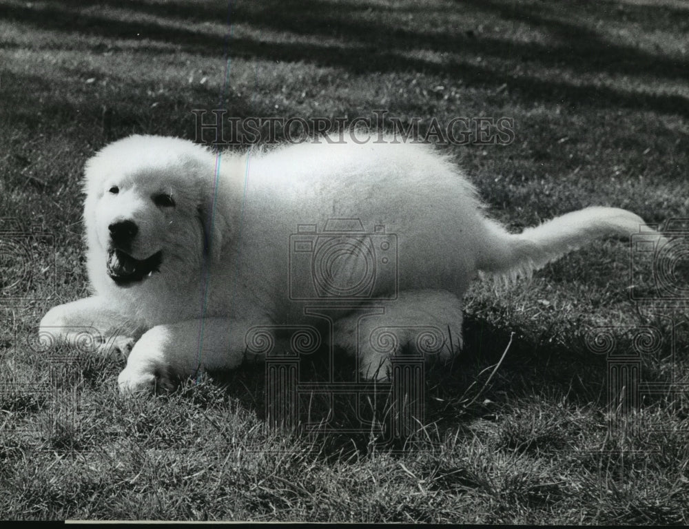 1967 Press Photo Great Pyrenees dogs playing around - Historic Images