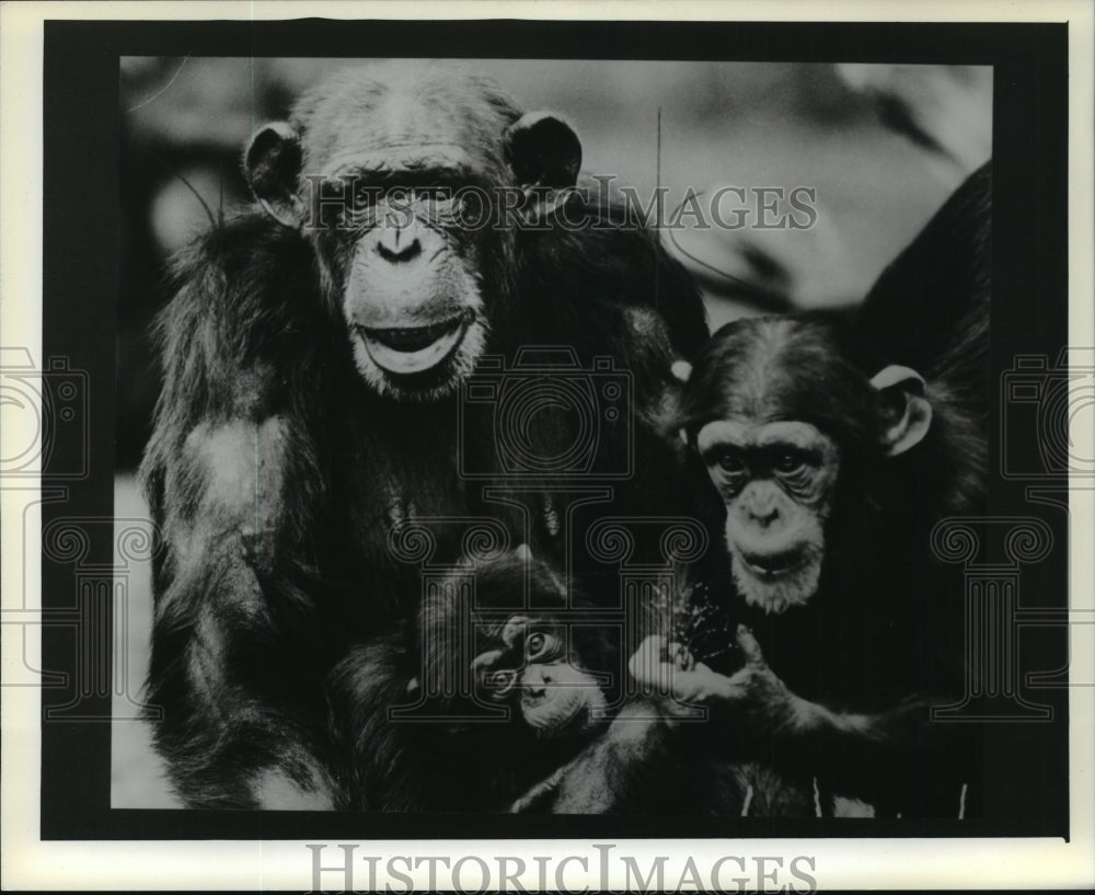 1983 Press Photo Group of Chimpanzees - mja94232-Historic Images