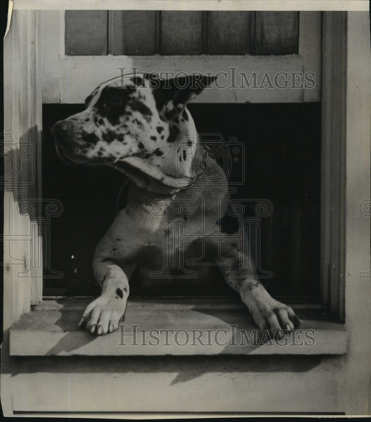 1934 Press Photo Great Dane with its head out the window - mja94489 - Historic Images