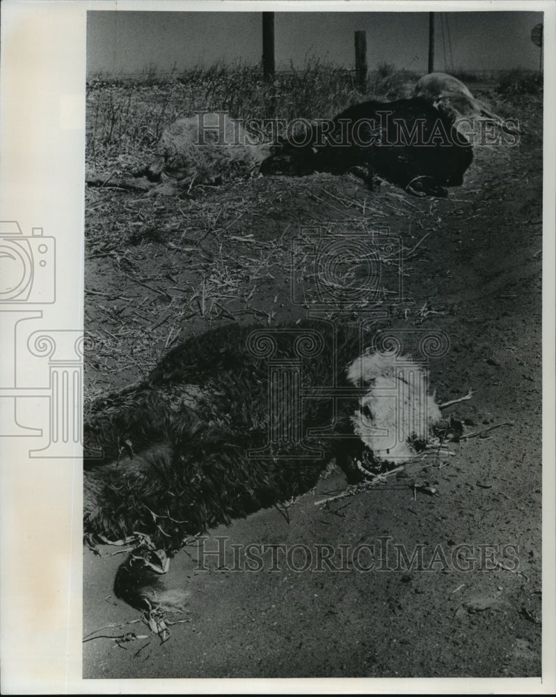 1977 Dead cattle from the drought in Oklahoma-Historic Images