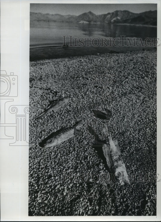 1977 Press Photo Dead fish on the shore of a reservoir - mja94505-Historic Images