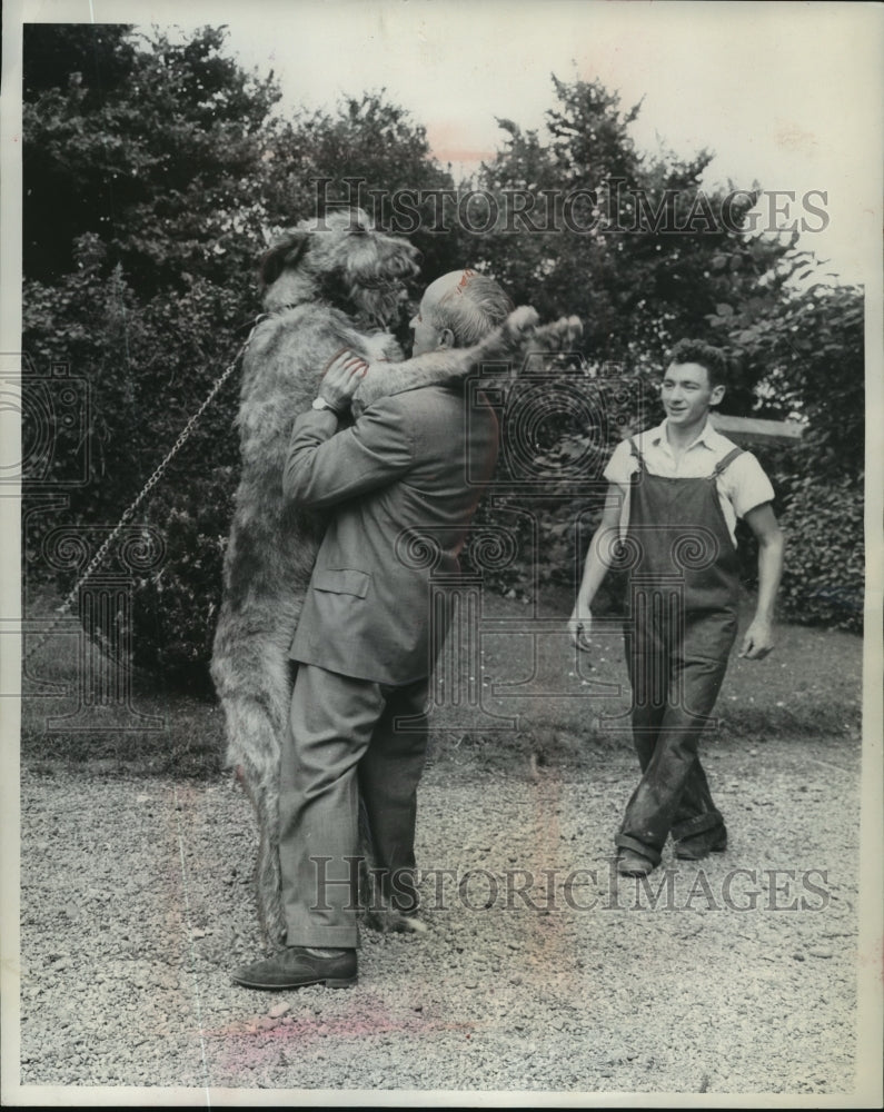 1961 Press Photo Pet wolfhound with enthusiast Patrick Leady and Dr. Robert May - Historic Images