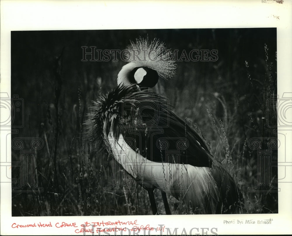 1991 Press Photo Crowned crane at International Crane Foundation in Baraboo. - Historic Images